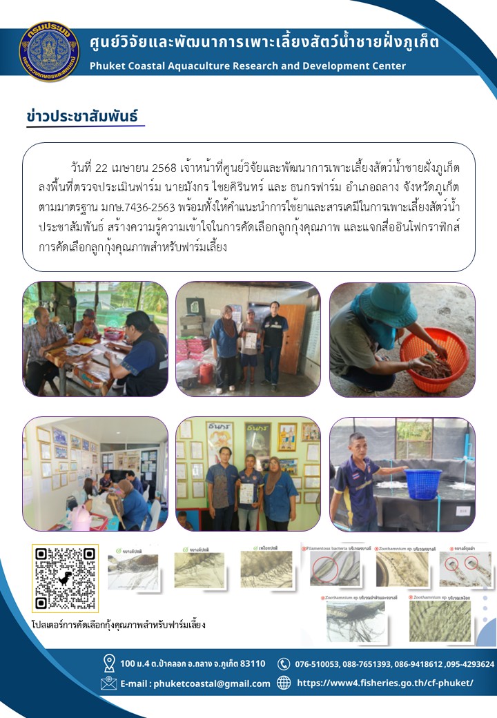 วันที่ 14 พฤษภาคม 2568 เจ้าหน้าที่ศูนย์วิจัยและพัฒนาการเพาะเลี้ยงสัตว์น้ำชายฝั่งภูเก็ต ลงพื้นที่ตรวจประเมินฟาร์ม บริษัทอีสท์เอเซียอควาคัลเจอร์ จำกัด อำเภอถลาง จังหวัดภูเก็ต ตามมาตรฐานGAPกรมประมง และเบญจมาศแฮชเชอรี่ อำเภอเมือง จังหวัดภูเก็ต ตามมาตรฐาน มกษ.7438-2565 พร้อมทั้งให้คำแนะนำการใช้ยาและสารเคมีในการเพาะเลี้ยงสัตว์น้ำ ประชาสัมพันธ์ สร้างความรู้ความเข้าใจในการคัดเลือกลูกกุ้งคุณภาพ และแจกสื่ออินโฟกราฟิกส์การคัดเลือกลูกกุ้งคุณภาพสำหรับฟาร์มเลี้ยง