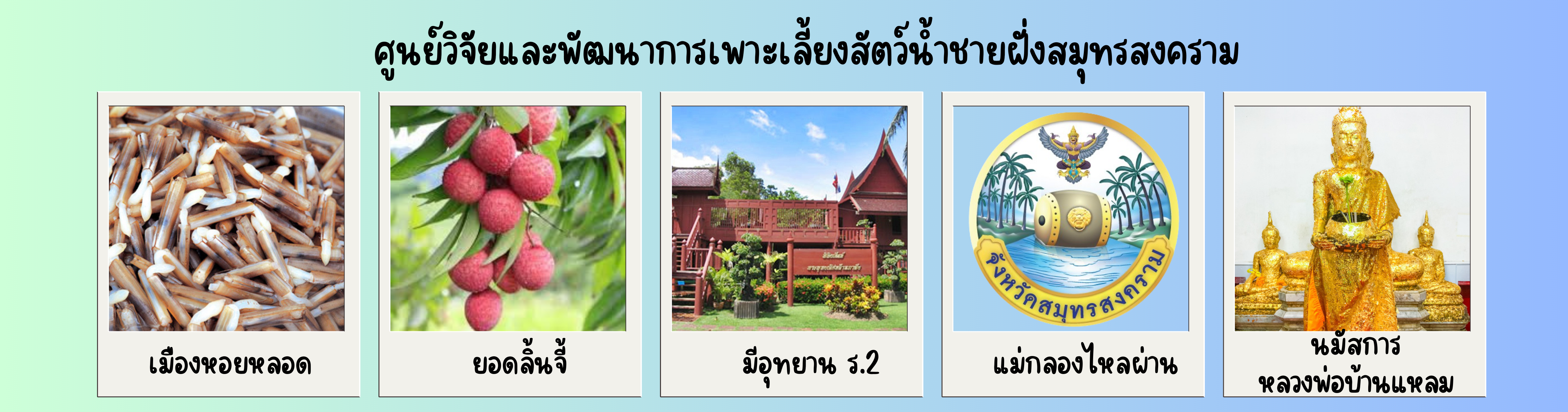 แบนเนอร์ศูนย์วิจัยและพัฒนาการเพาะเลี้ยงสัตว์น้ำชายฝั่งสมุทรสงคราม