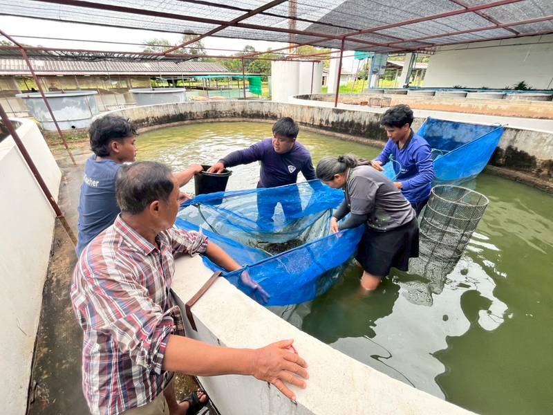 ขับเคลื่อนงานและติดตามผลการเพาะพันธุ์ปลาดุกลูกผสม (ปลาดุกบิ๊กอุย)..คลิก