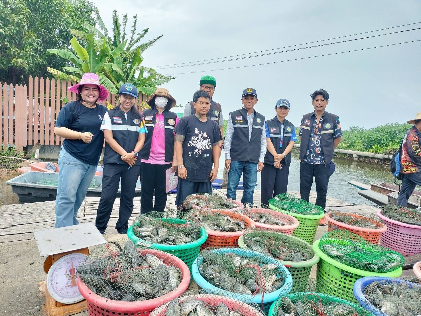สำนักงานประมงพื้นที่กรุงเทพมหานคร ลงพื้นที่รับซื้อปลาหมอคางดำ ตามโครงการควบคุมและกำจัดประชากรปลาหมอคางดำ ปีงบประมาณ 2568
