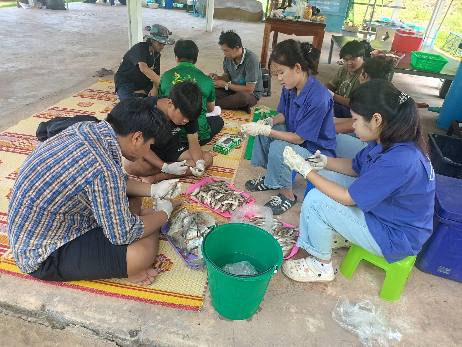 การออกปฏิบัติงานศึกษาค่าดัชนีความสมบูรณ์เพศในปลา (Gonadosomatic Index, GSI) จำนวน 5 ชนิด ในพื้นที่อ่างเก็บน้ำเขื่อนอุบลรัตน์