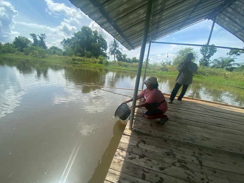 ร่วมตรวจรับและปล่อยพันธุ์กุ้งก้ามกราม ลงแหล่งน้ำในพื้นที่จังหวัดพัทลุง..คลิก