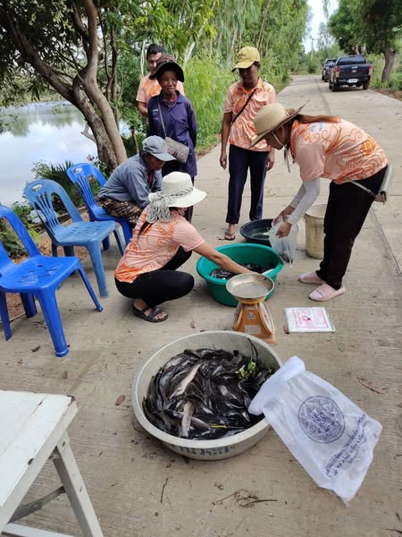 ประเมินปริมาณสัตว์น้ำต่อหน่วยลงแรงประมง cpue แหล่งน้ำหนองป้อมปราบ..คลิก