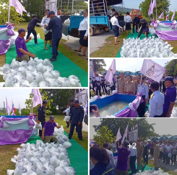 ร่วมกิจกรรมปล่อยพันธุ์สัตว์น้ำเนื่องในวันเฉลิมพระชนมพรรษา สมเด็จพระนางเจ้าสุทิดา พัชรสุธาพิมลลักษณ พระบรมราชินี..คลิก