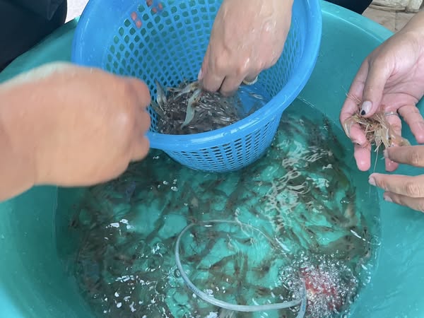 ตรวจรับพัสดุงานจัดซื้อพันธุ์กุ้งก้ามกราม โครงการบริหารจัดการทรัพยากรประมง