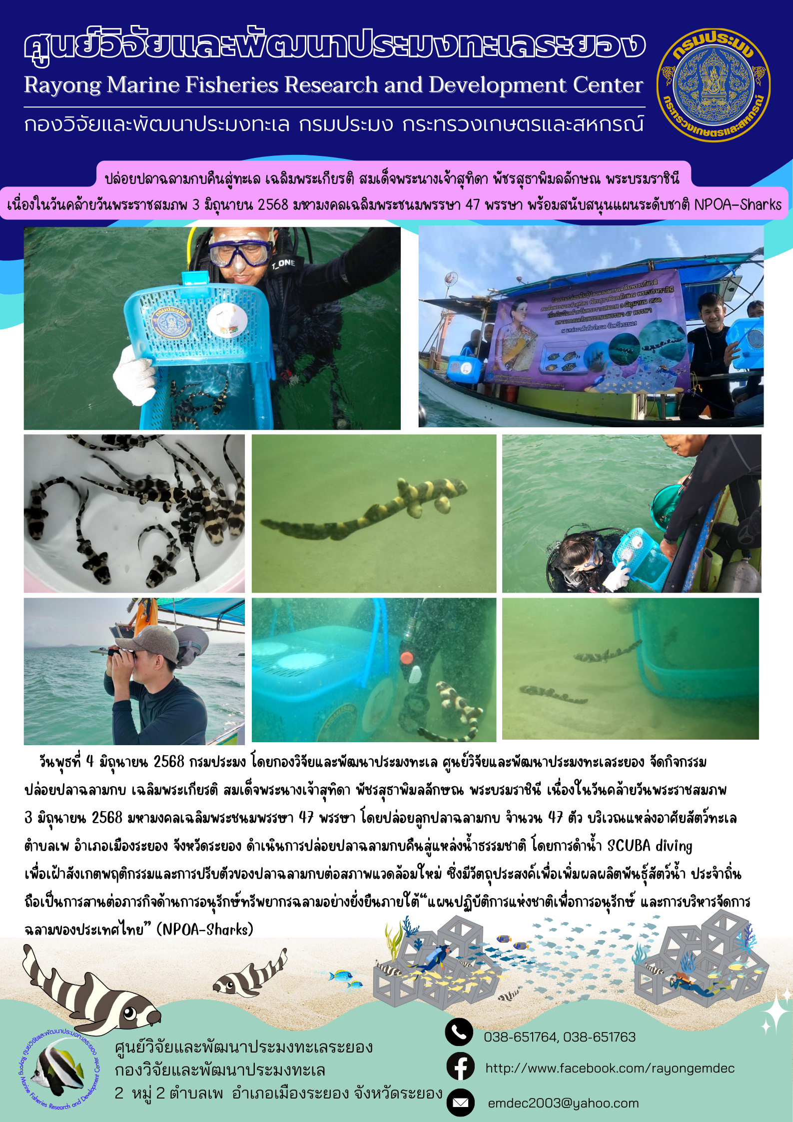 วันพุธที่ 4 มิถุนายน 2568 กรมประมง โดยกองวิจัยและพัฒนาประมงทะเล ศูนย์วิจัยและพัฒนาประมงทะเลระยอง จัดกิจกรรมปล่อยปลาฉลามกบ เฉลิมพระเกียรติ สมเด็จพระนางเจ้าสุทิดา พัชรสุธาพิมลลักษณ พระบรมราชินี เนื่องในวันคล้ายวันพระราชสมภพ 3 มิถุนายน 2568 มหามงคลเฉลิมพระชนมพรรษา 47 พรรษา โดยปล่อยลูกปลาฉลามกบ จำนวน 47 ตัว บริเวณแหล่งอาศัยสัตว์ทะเลตำบลเพ อำเภอเมืองระยอง จังหวัดระยอง