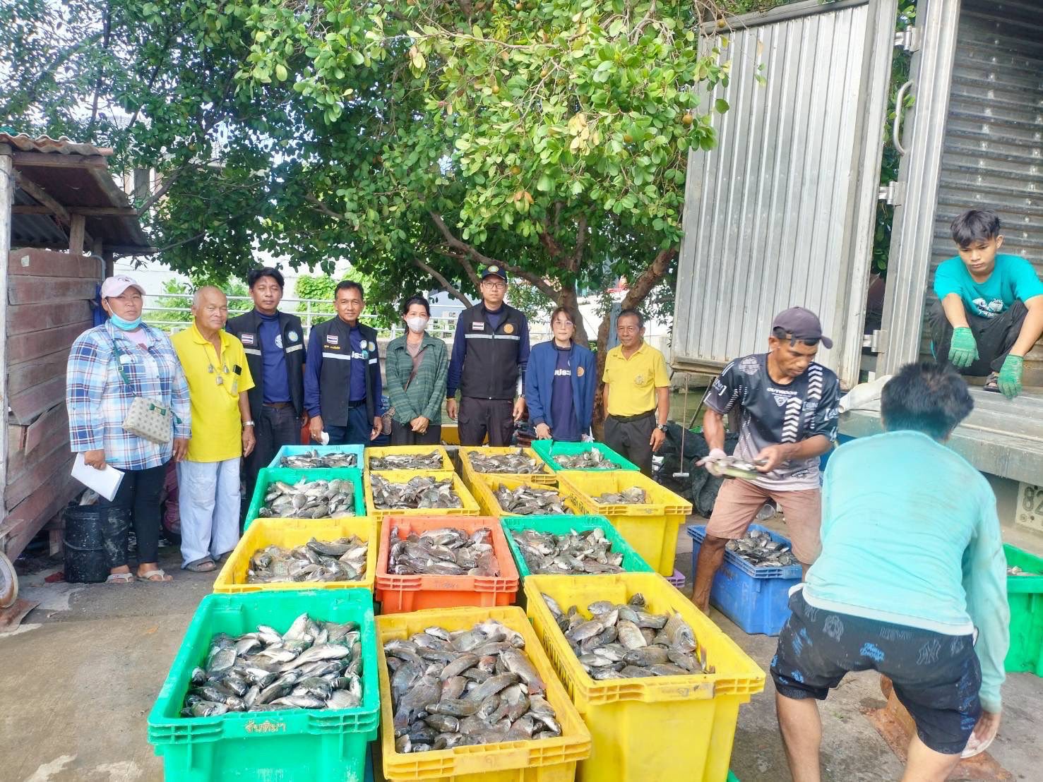 สำนักงานประมงพื้นที่กรุงเทพมหานคร ลงพื้นที่รับซื้อปลาหมอคางดำ ตามโครงการควบคุมและกำจัดประชากรปลาหมอคางดำ ปีงบประมาณ 2568