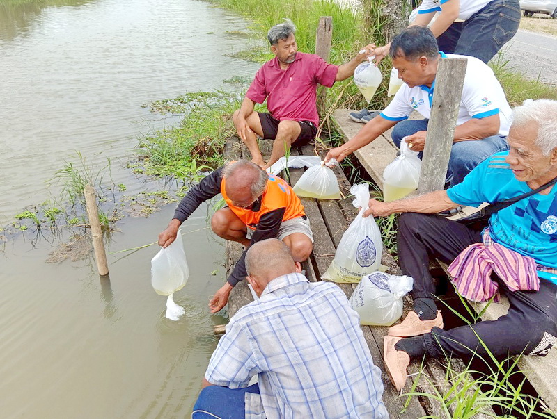 ร่วมปล่อยพันธุ์กุ้งก้ามกราม ลงสู่คลองทุ่งพัด อำเภอชะอวด จังหวัดนครศรีธรรมราช..คลิก