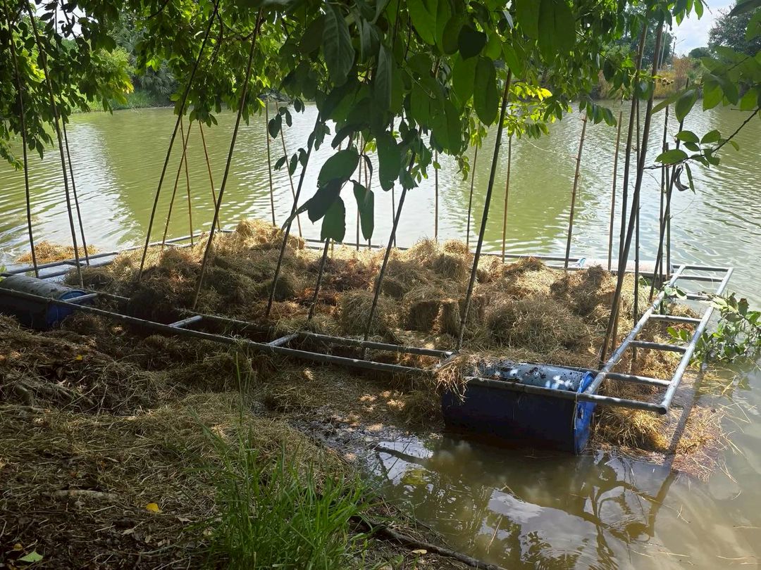 ประมงอำเภอเก้าเลี้ยว ร่วมกับคณะกรรมการแหล่งน้ำบึงหลวง ตำบลมหาโพธิ อำเภอเก้าเลี้ยว จังหวัดนครสวรรค์ จัดทำแหล่งอาหารปลาธรรมชาติ ครั้งที่ 2
