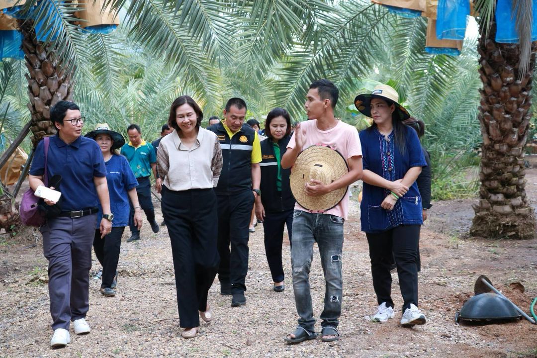 เยี่ยมชมสวนอินทผลัม ของลุงไสว หมู่ที่ 6 ตำบลหนองปลิง อำเภอเมืองนครสวรรค์ จังหวัดนครสวรรค์..คลิก
