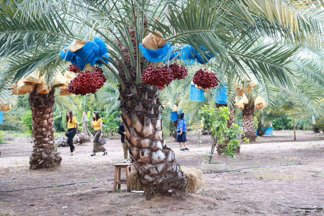 เยี่ยมชมสวนอินทผลัม ของลุงไสว หมู่ที่ 6 ตำบลหนองปลิง อำเภอเมืองนครสวรรค์ จังหวัดนครสวรรค์
