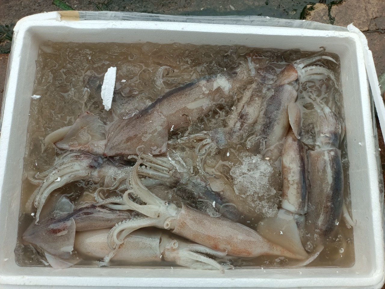 เจ้าหน้าที่ศูนย์บริหารจัดการด่านตรวจประมงเขต 1 (เชียงราย) ตรวจสอบสินค้าประมงส่งออกไปยังสาธารณรัฐประชาธิปไตยประชาชนลาว ผ่านทางด่านพรมแดนอำเภอเชียงแสน..คลิก