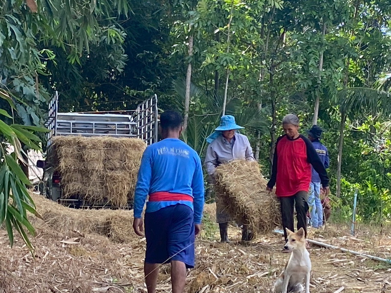 ดำเนินการสร้างอาหารธรรมชาติ ในแหล่งน้ำห้วยตลิ่งชัน อ.ศรีบรรพต จ.พัทลุง..คลิก