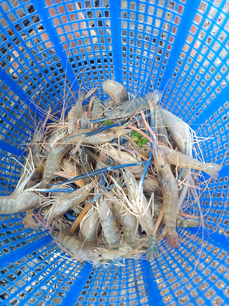 เจ้าหน้าที่ศูนย์บริหารจัดการด่านตรวจประมงเขต 1 (เชียงราย) ตรวจสอบสินค้าประมงส่งออกไปยังสาธารณรัฐประชาธิปไตยประชาชนลาว และสาธารณรัฐแห่งสหภาพเมียนมา