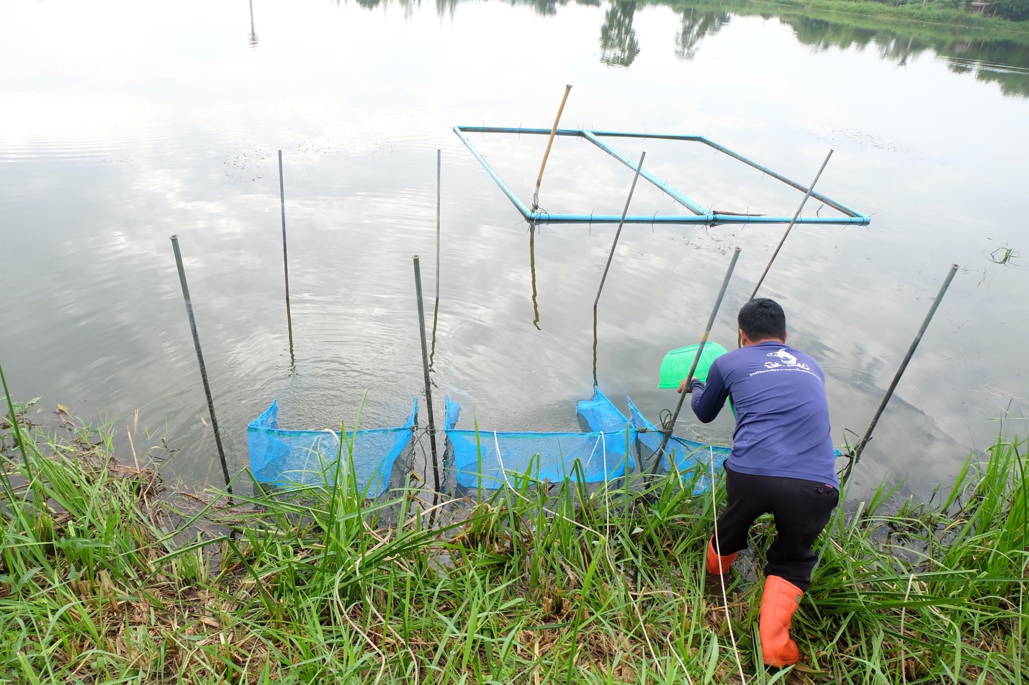 ร่วมตรวจรับและปล่อยพันธุ์กุ้งก้ามกราม อำเภอสวนผึ้ง