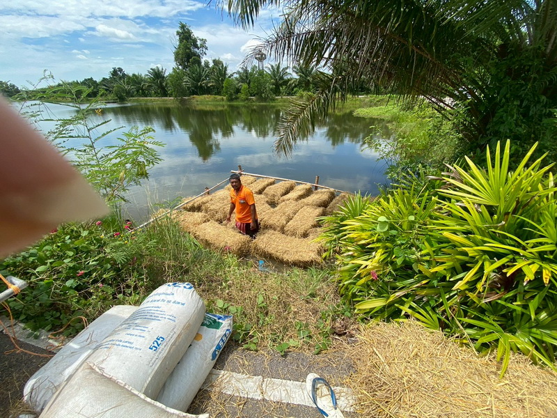 ดำเนินการสร้างอาหารธรรมชาติ ในอ่างเก็บน้ำหนองเลน อ.บางแก้ว จ.พัทลุง..คลิก