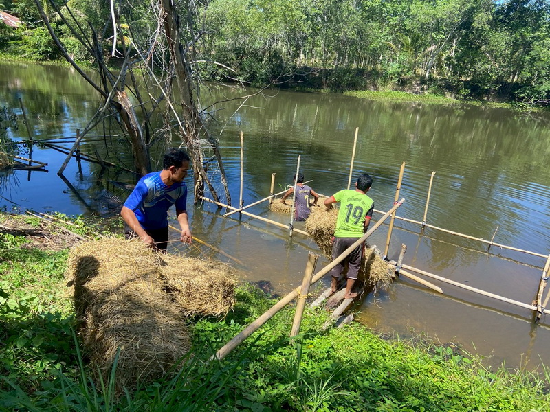 ดำเนินการสร้างอาหารธรรมชาติ ในแหล่งน้ำหนองน้ำร่วมใจ อ.ป่าบอน จ.พัทลุง..คลิก