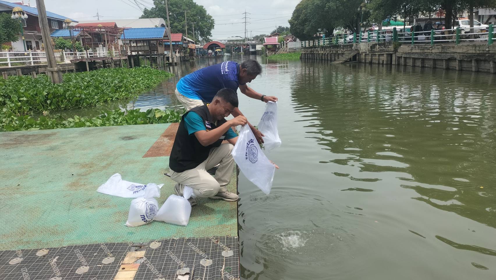 (อ.ไทรน้อย) ปล่อยพันธุ์กุ้งก้ามกราม โครงการเพิ่มผลผลิตสัตว์น้ำเศรษฐกิจ (กุ้งก้ามกราม)