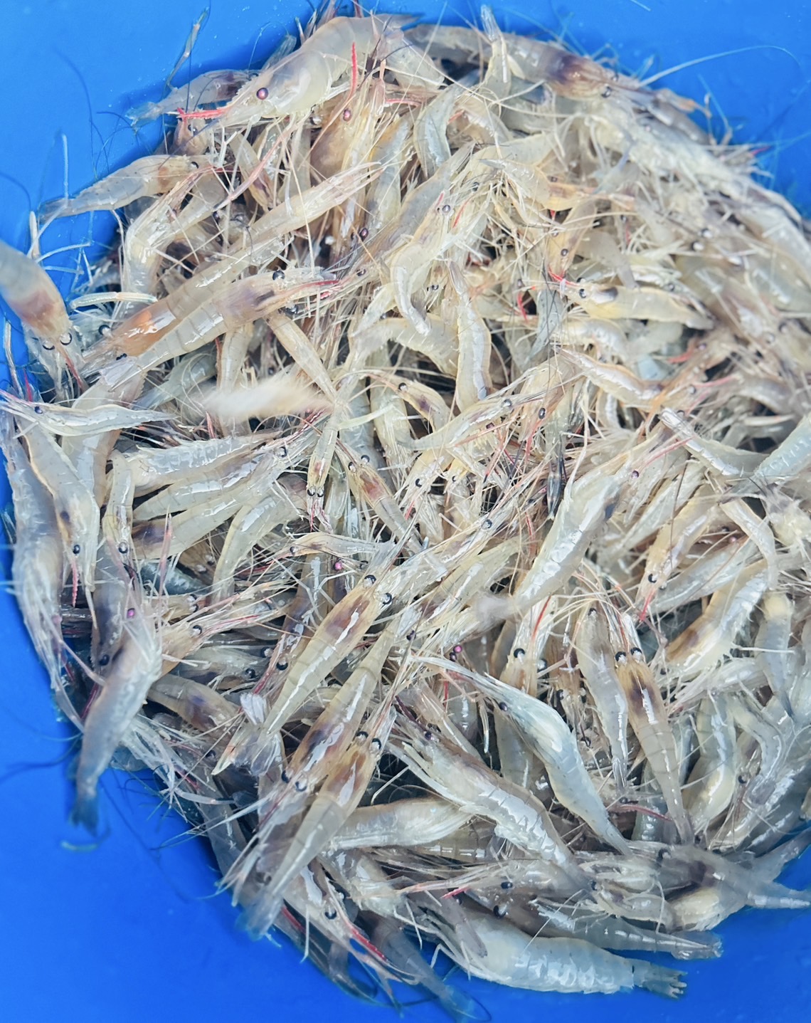 ปล่อยพันธุ์สัตว์น้ำ(กุ้งก้ามกราม) ในโครงการบริหารจัดการทรัพยากรประมงกิจกรรมบริหารจัดการทรัพยากรประมงน้ำจืดการเพิ่มผลผลิตสัตว์น้ำในแหล่งน้ำชุมชน เพื่อเพิ่มรายได้และลดค่าครองชีพของประชาชนประจำปีงบประมาณ 2568 รวมทั้งสิ้น 15 แหล่งน้ำ