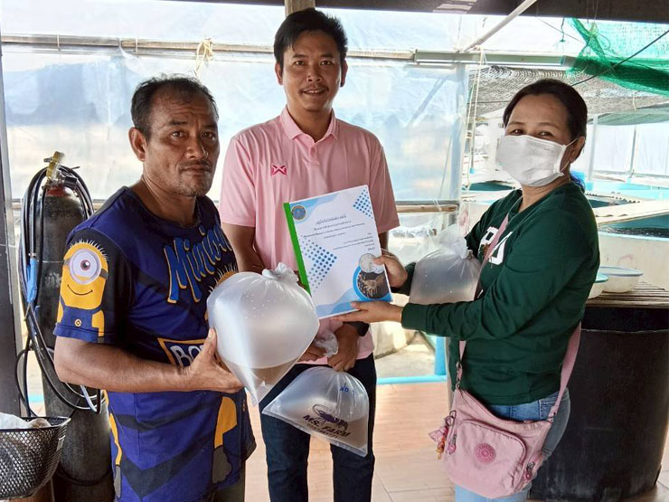 เจ้าหน้าที่ฝ่ายงานตรวจสอบรับรองวัตถุดิบสัตว์น้ำของศพช.ฉะเชิงเทรา เข้าสุ่มเก็บตัวอย่างเพื่อตรวจโรคตามโครงการเฝ้าระวังโรคในโรงอนุบาลกุ้งทะเล (White list hatchery/Lot-by-lot)