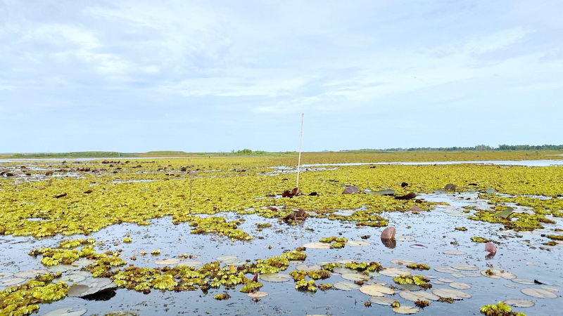 ดำเนินการประเมินสถานภาพทรัพยากรสัตว์น้ำในทะเลน้อย จังหวัดพัทลุง