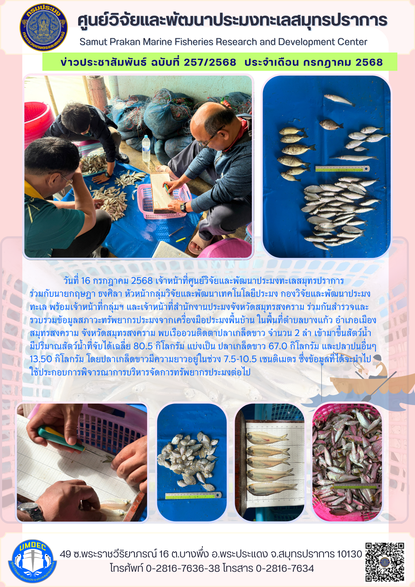 เจ้าหน้าที่ศูนย์วิจัยและพัฒนาประมงทะเลสมุทรปราการ สำรวจและรวบรวมข้อมูลสภาวะทรัพยากรประมงจากอวนติดตาปลาเกล็ดขาว จังหวัดสมุทรสงคราม 