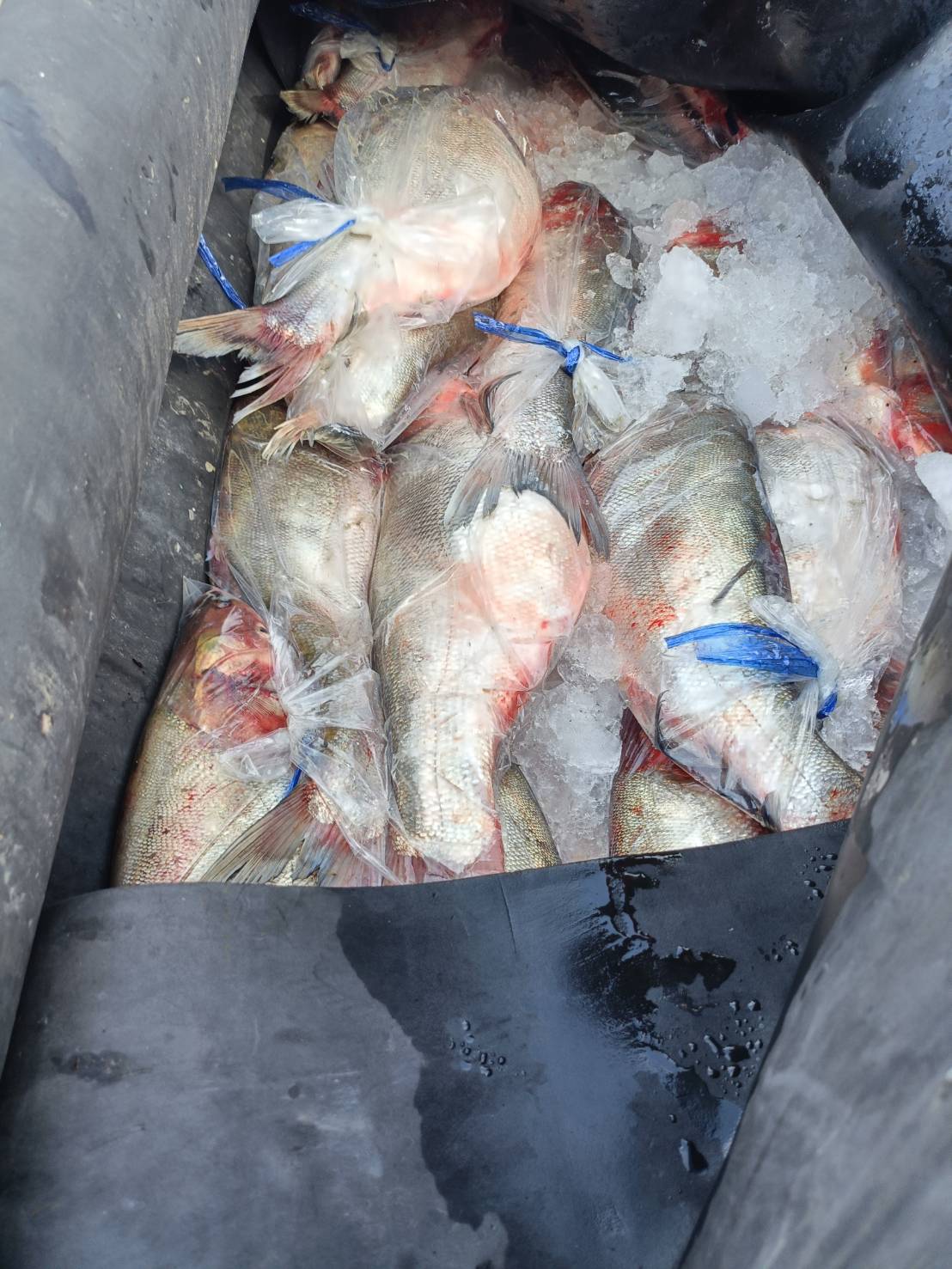ข่าวกิจกรรม วันที่ 5 สิงหาคม 2568 เจ้าหน้าที่ด่านตรวจประมงนครพนม ตรวจสอบการส่งออกสินค้าประมง (ปลาจีน ทั้งตัว แช่เย็น) ณ ด่านศุลกากรบึงกาฬ อ.เมือง จ.บึงกาฬ..คลิก
