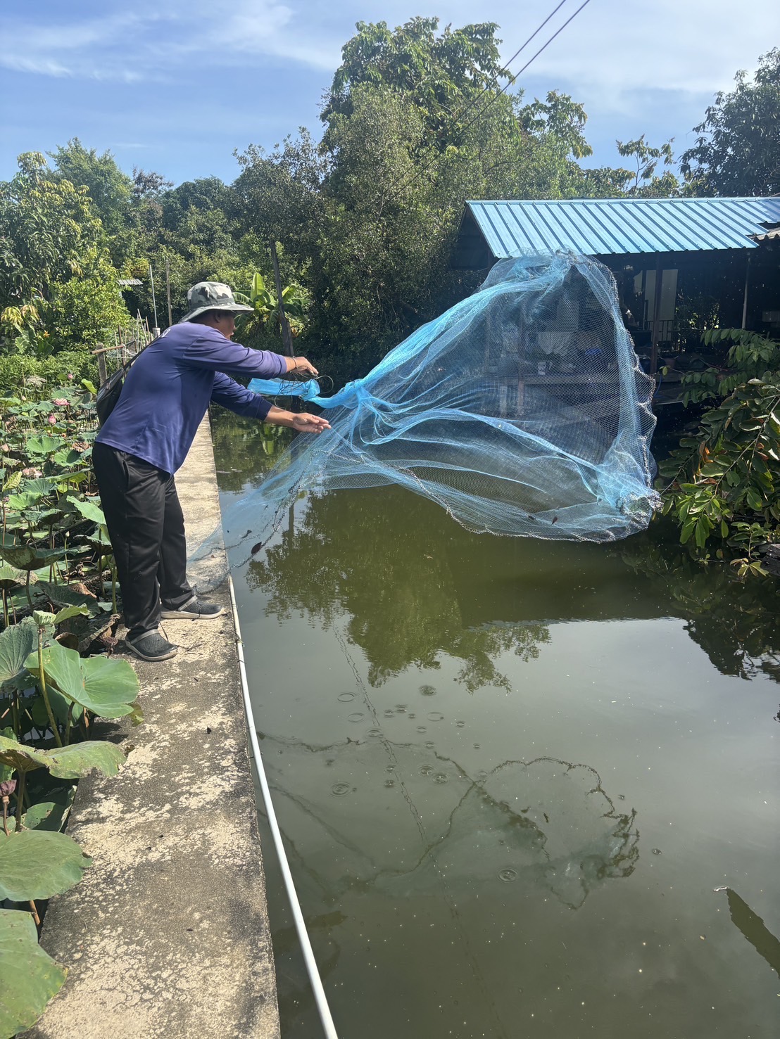 (อ.บางกรวย) การสำรวจปลาหมอคางดำ ตามแผนการแก้ไขปัญหาการแพร่ระบาดของปลาหมอคางดำจังหวัดนนทบุรี..คลิก