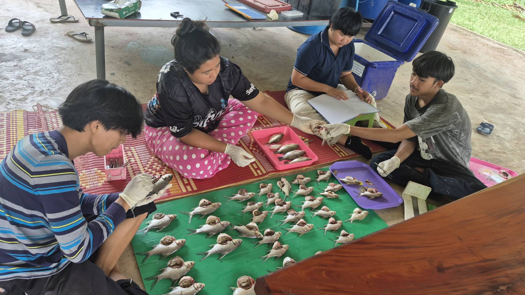 การออกปฏิบัติงานเก็บตัวอย่างพันธุ์ปลาจำนวน 6 ชนิด เพื่อศึกษาค่าดัชนีความสมบูรณ์เพศ (Gonadosomatic Index, GSI)..คลิก