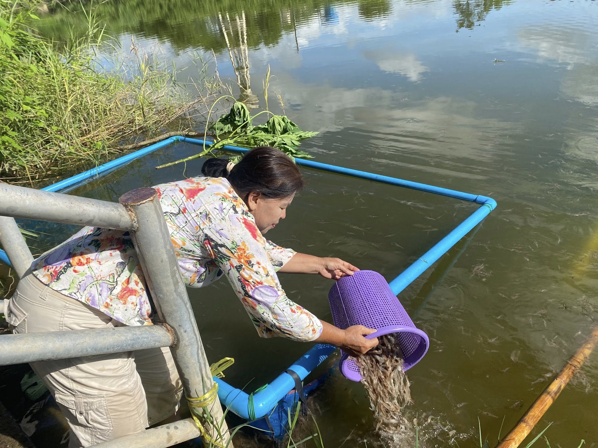 โครงการบริหารจัดการทรัพยากรประมงเพิ่มผลผลิตในแหล่งน้ำชุมชน เพื่อสร้างรายได้ และลดค่าครองชีพของประชาชน ปี พ.ศ.2568..คลิก