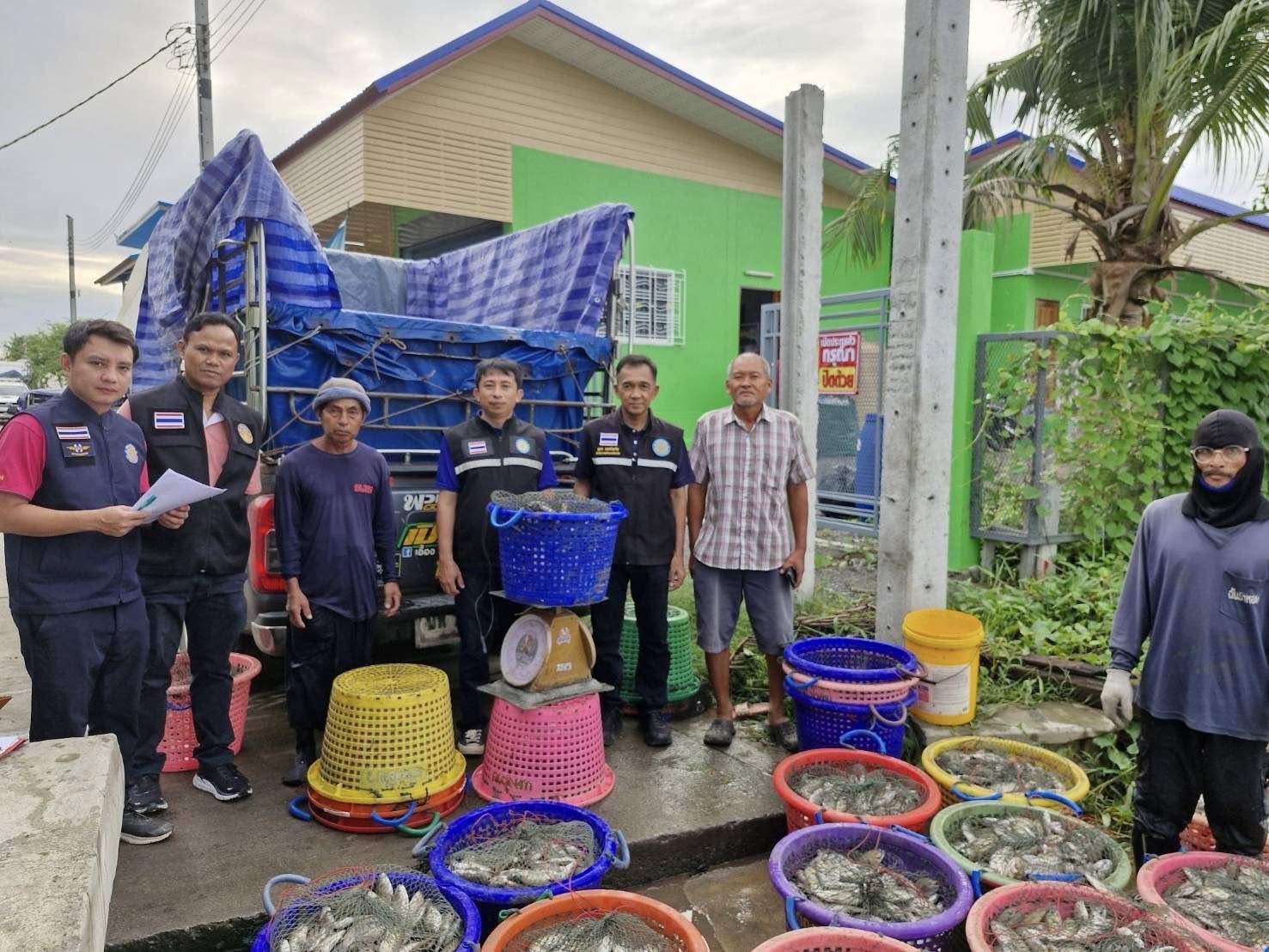 สำนักงานประมงพื้นที่กรุงเทพมหานครลงพื้นที่รับซื้อปลาหมอคางดำ เฟส 2 เขตบางขุนเทียน กรุงเทพมหานคร