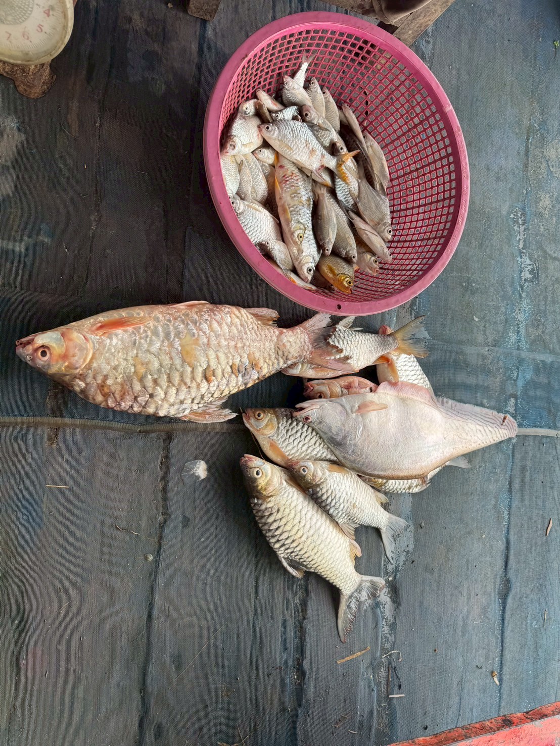 กิจกรรมการติดตามประเมินผลมาตรการการกำหนดพื้นที่และระยะเวลาฤดูสัตว์น้ำจืดมีไข่ หรือวางไข่ เลี้ยงตัวอ่อน
