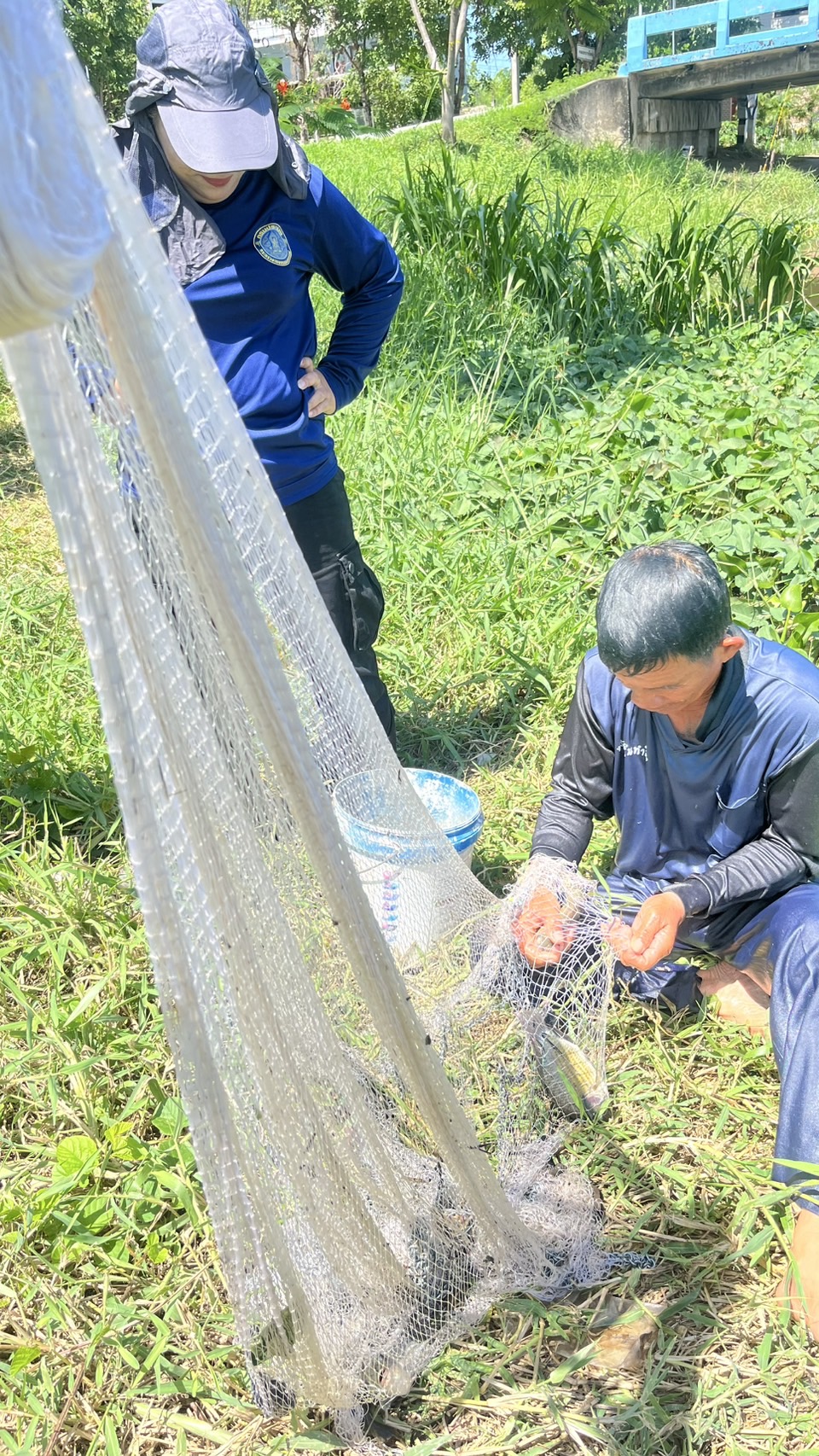 (อ.บางใหญ่) การสำรวจและเฝ้าระวังการแพร่กระจายของปลาหมอคางดำ..คลิก