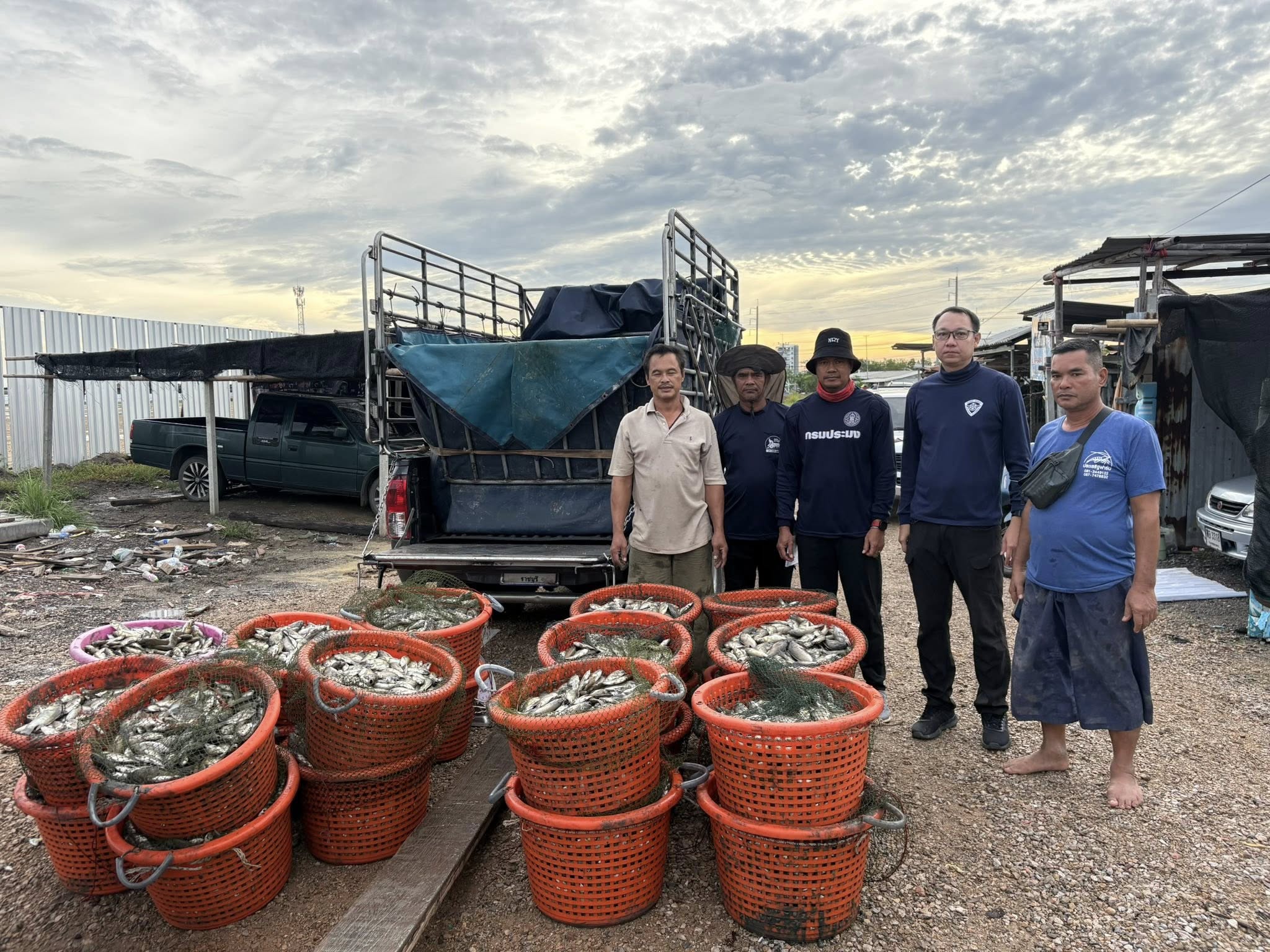 สำนักงานประมงพื้นที่กรุงเทพมหานครลงพื้นที่รับซื้อปลาหมอคางดำ เฟส 2 เขตบางขุนเทียน กรุงเทพมหานคร