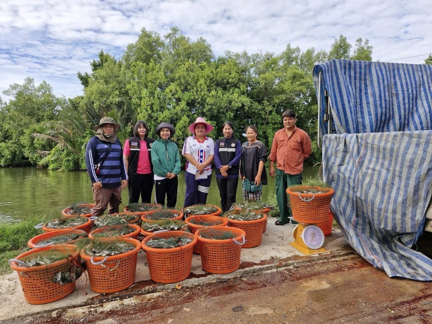 สำนักงานประมงพื้นที่กรุงเทพมหานครลงพื้นที่รับซื้อปลาหมอคางดำ เฟส 2 เขตบางขุนเทียน กรุงเทพมหานคร