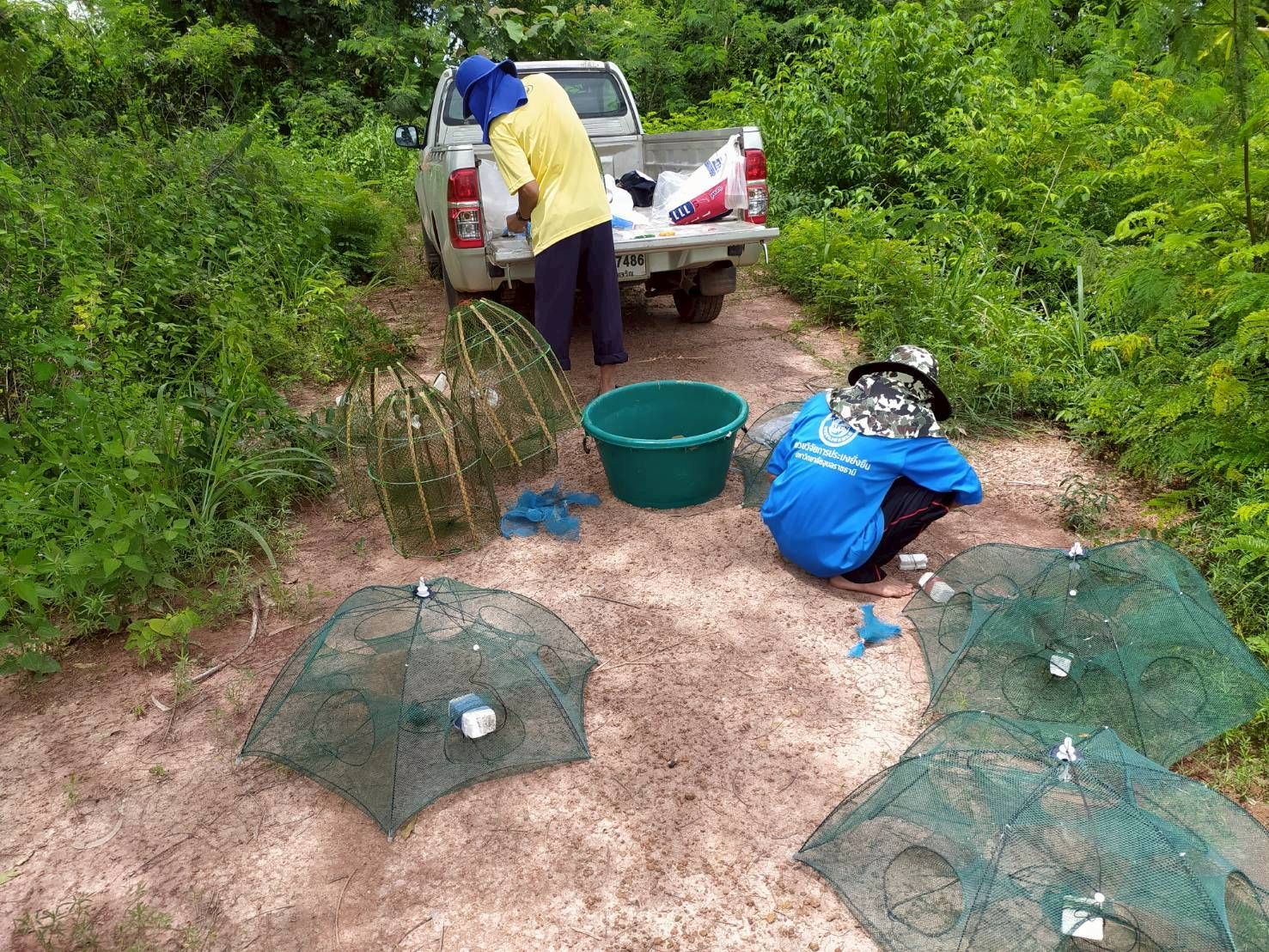  สุ่มประเมินการเติบโตของกุ้งก้ามกราม (สุ่มวัดความยาวและชั่งน้ำหนักกุ้งก้ามกราม)
