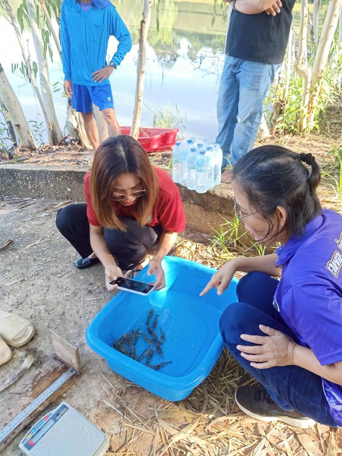  สุ่มประเมินการเติบโตของกุ้งก้ามกราม (สุ่มวัดความยาวและชั่งน้ำหนักกุ้งก้ามกราม) 