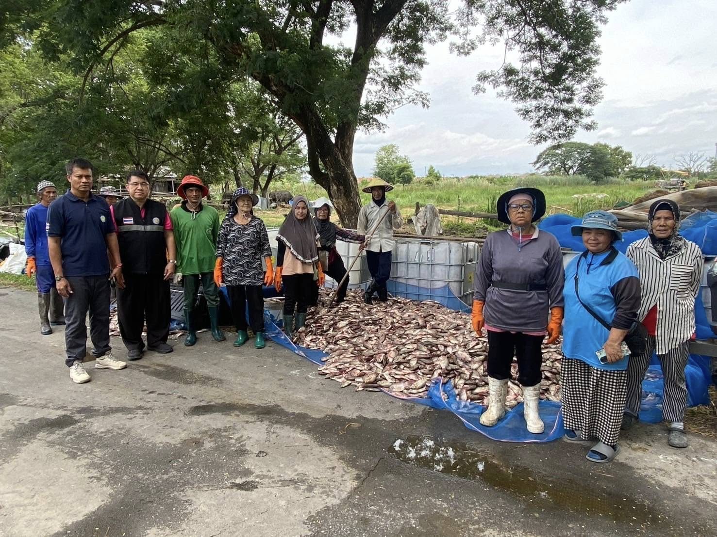 สำนักงานประมงพื้นที่กรุงเทพมหานครลงพื้นที่รับซื้อปลาหมอคางดำ เฟส 2 เขตบางขุนเทียน กรุงเทพมหานคร