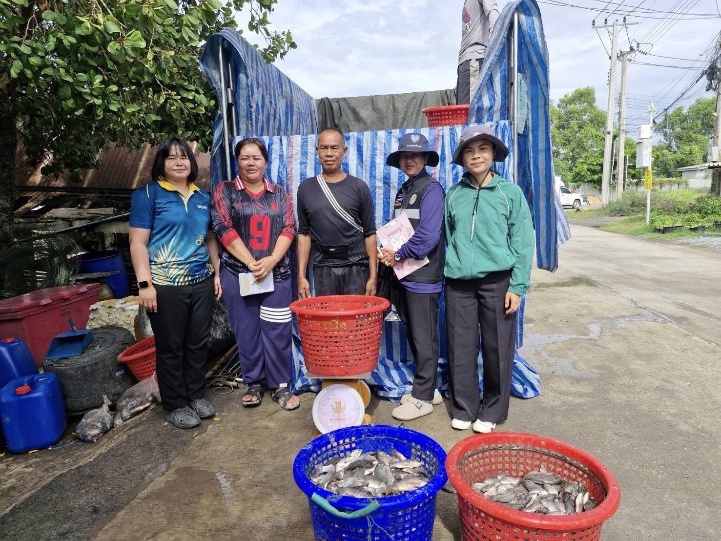 สำนักงานประมงพื้นที่กรุงเทพมหานครลงพื้นที่รับซื้อปลาหมอคางดำ เฟส 2 เขตบางขุนเทียน กรุงเทพมหานคร