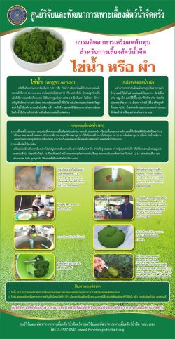 วิธีการเพาะขยายผำ (ไข่น้ำ) ในถังไฟเบอร์ และบ่อซีเมนต์