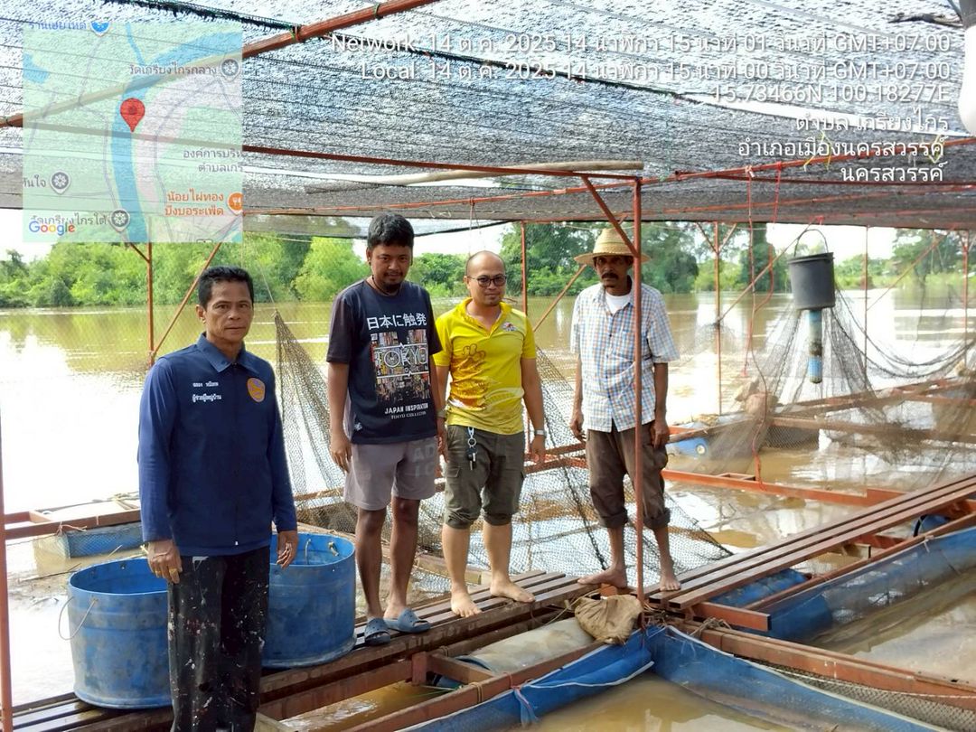ประมงอำเภอเมืองนครสวรรค์ ร่วมกับผู้ใหญ่บ้านและผู้ช่วยผู้ใหญ่บ้าน ตรวจสอบกระชังปลาที่ได้รับผลกระทบจากอุทกภัย ตำบลเกรียงไกร อำเภอเมืองนครสวรรค์ จังหวัดนครสวรรค์..คลิก