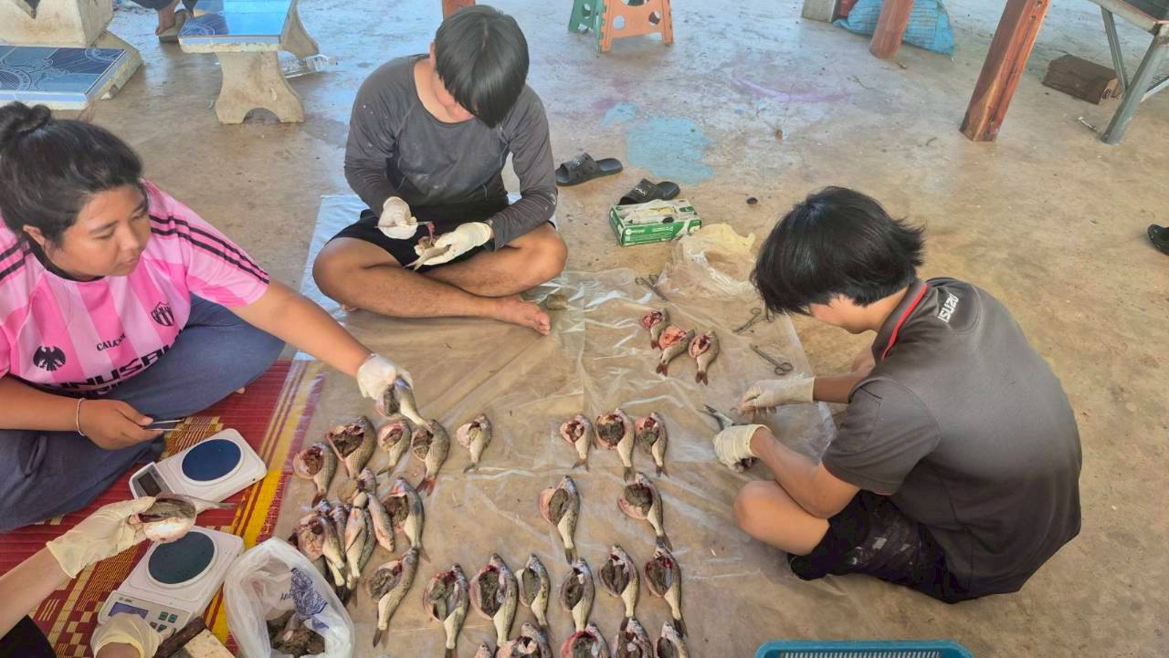 การเก็บตัวอย่างพันธุ์ปลาจำนวน 4 ชนิด เพื่อศึกษาค่าดัชนีความสมบูรณ์เพศ (Gonadosomatic Index, GSI)..คลิก