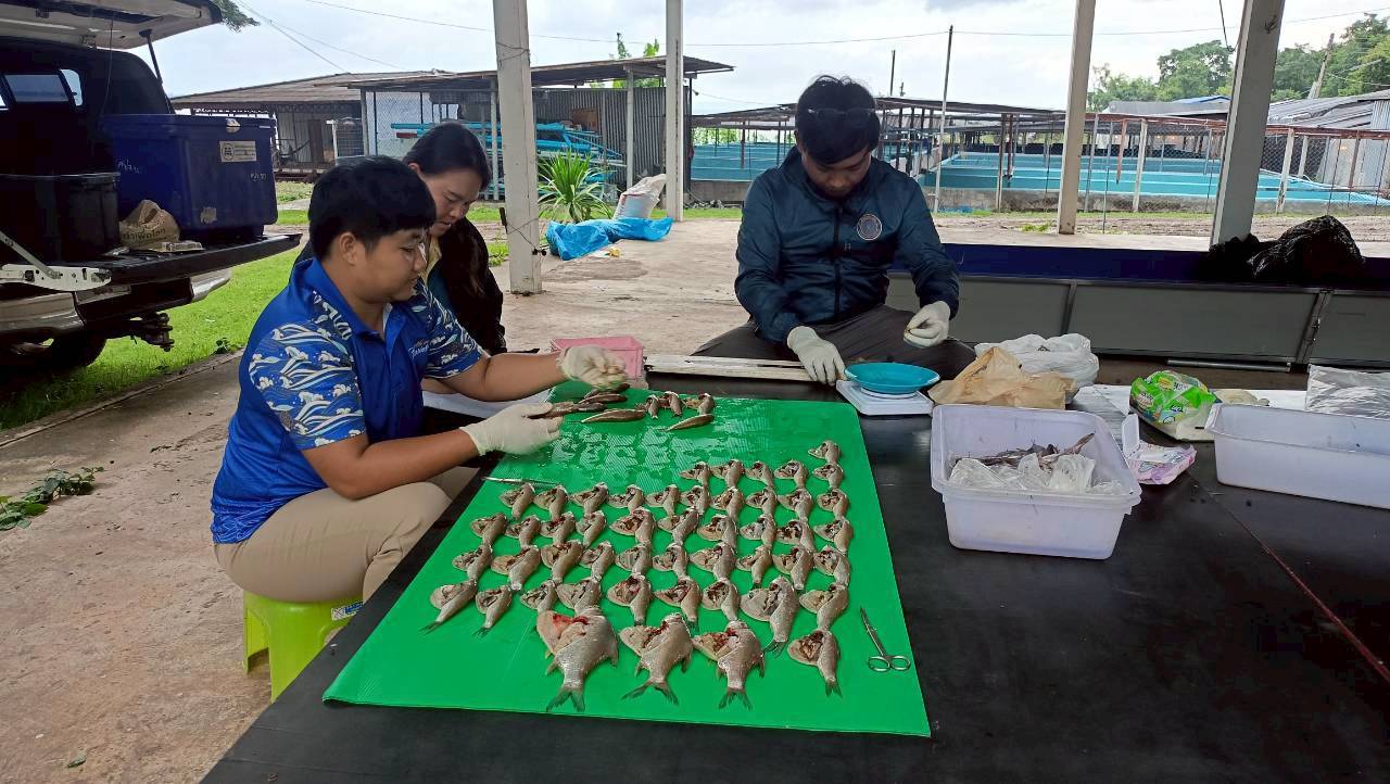 การเก็บตัวอย่างพันธุ์ปลาจำนวน 5 ชนิด  เพื่อศึกษาค่าดัชนีความสมบูรณ์เพศ (Gonadosomatic Index, GSI)