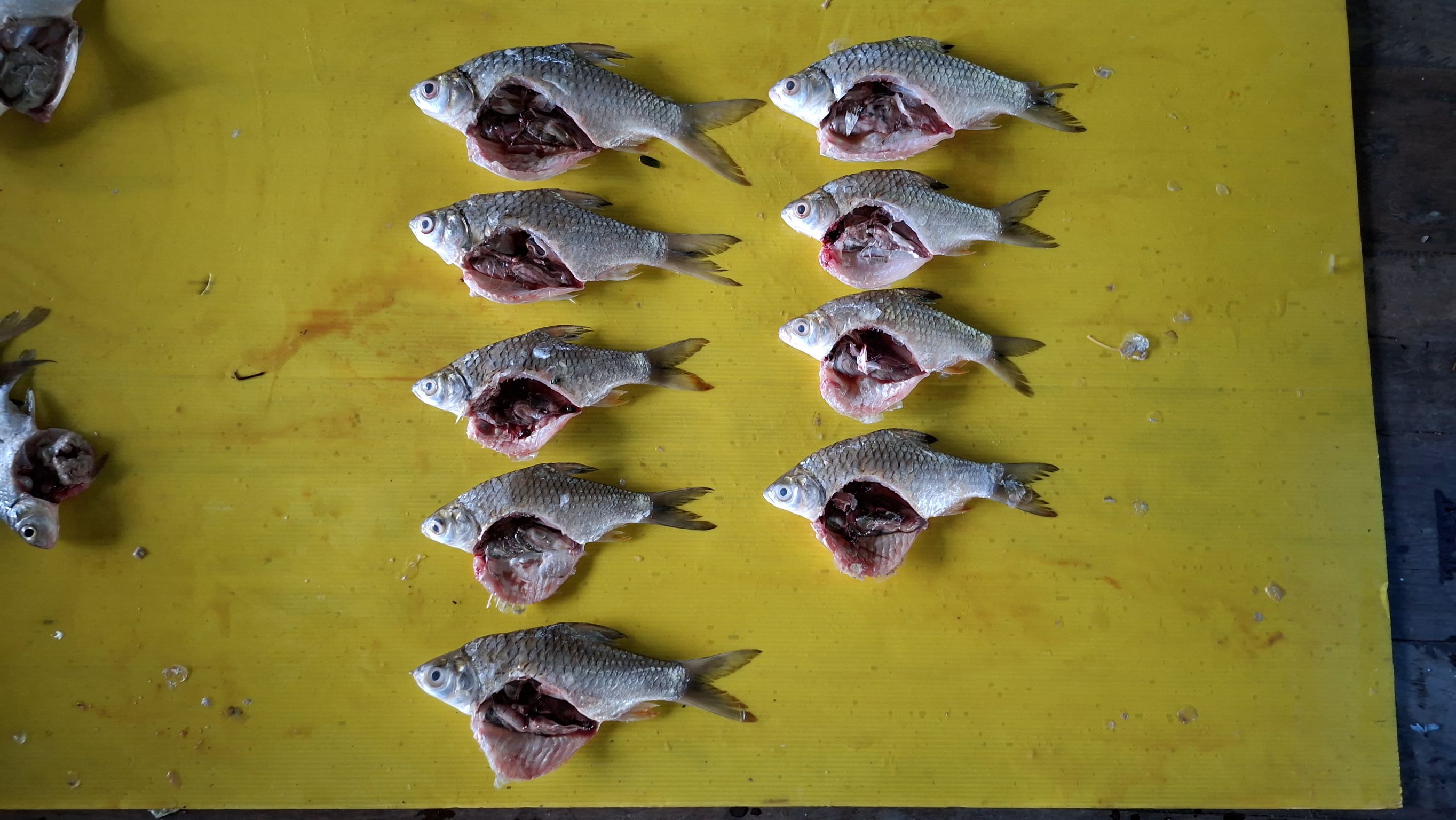 การเก็บตัวอย่างพันธุ์ปลา จำนวน 6 ชนิด เพื่อศึกษาค่าดัชนีความสมบูรณ์เพศ (Gonadosomatic Index, GSI)