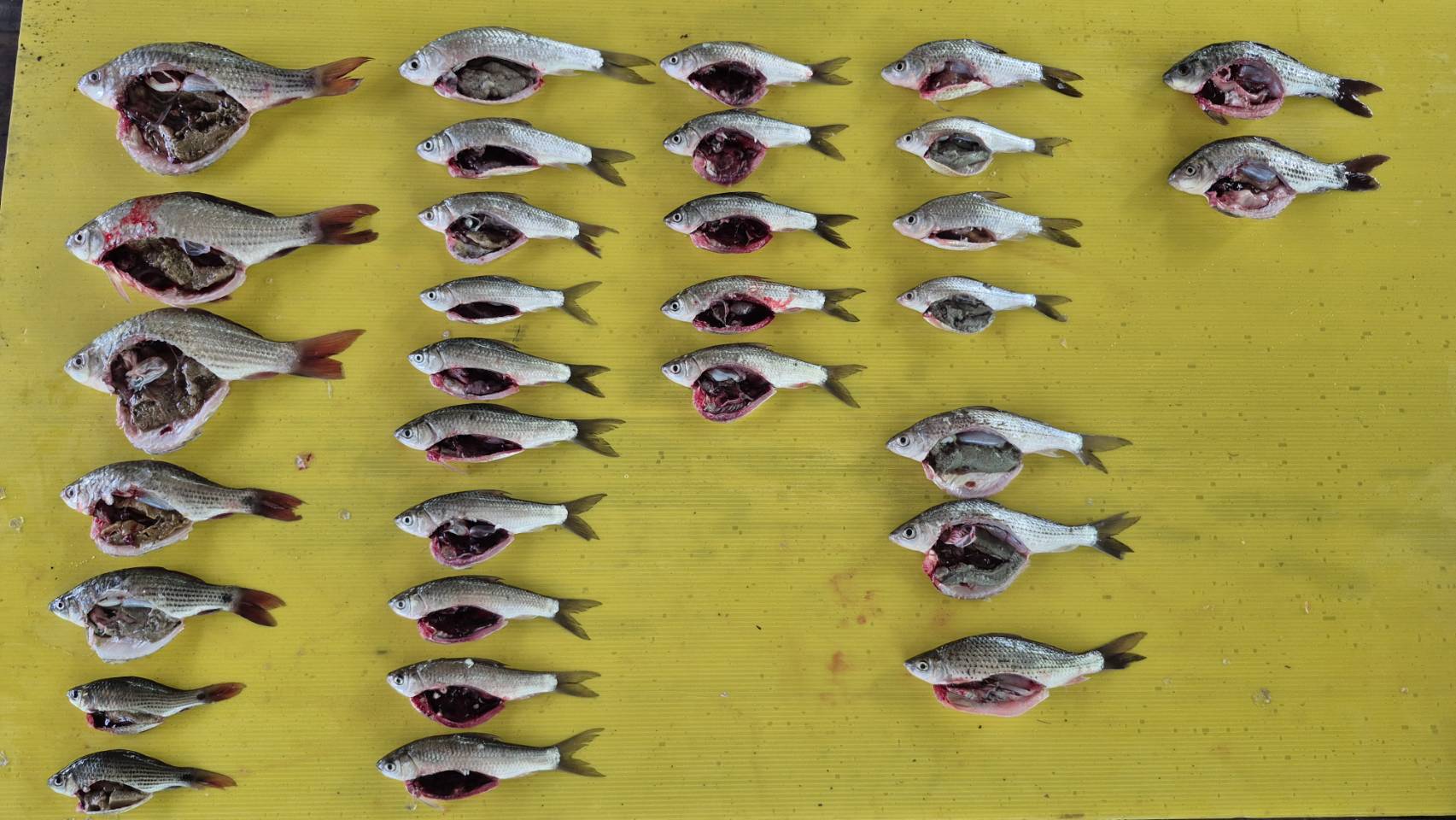 การเก็บตัวอย่างพันธุ์ปลา จำนวน 6 ชนิด เพื่อศึกษาค่าดัชนีความสมบูรณ์เพศ (Gonadosomatic Index, GSI) 