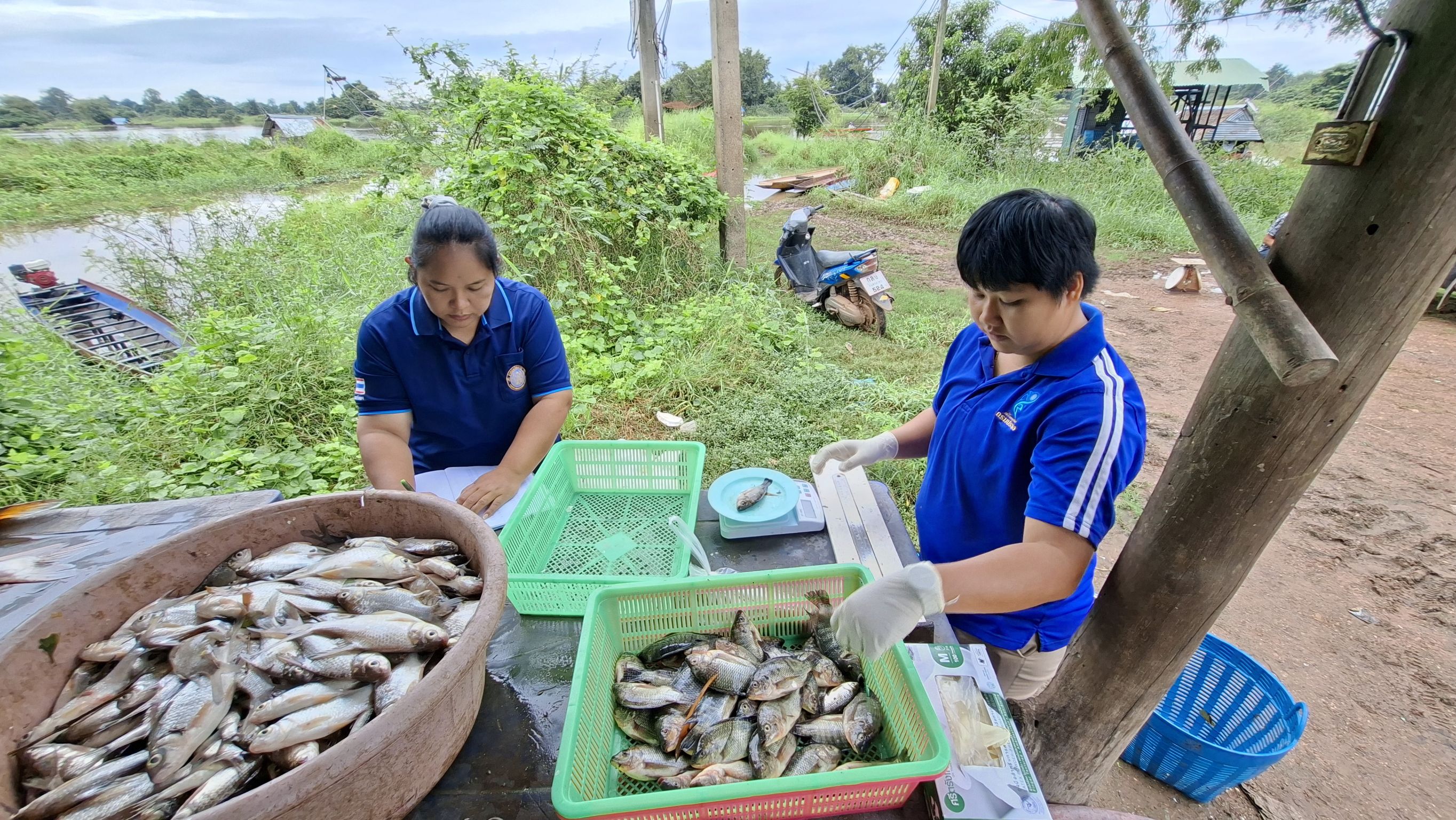 การออกปฏิบัติงานโครงการประเมินสภาวะทรัพยากรสัตว์น้ำในแหล่งน้ำจืดด้วยค่าผลผลิตสูงสุดที่ยั่งยืน (MSY) ประจำเดือนกันยายน 2568 ในพื้นที่อ่างเก็บน้ำเขื่อนอุบลรัตน์ 