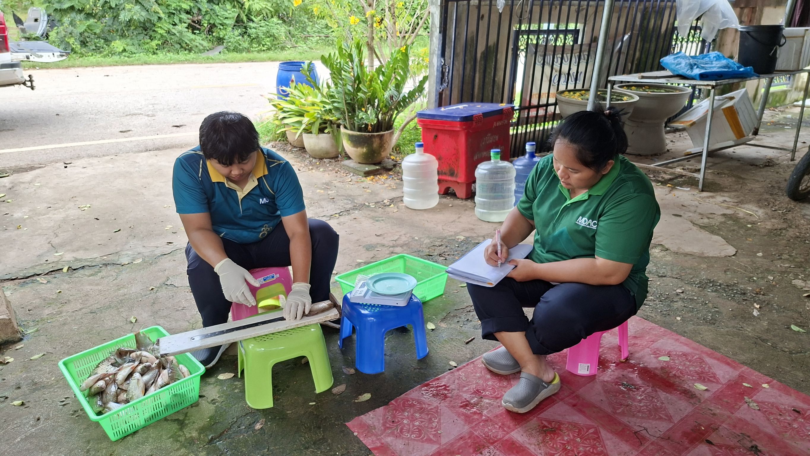 การออกปฏิบัติงานโครงการประเมินสภาวะทรัพยากรสัตว์น้ำในแหล่งน้ำจืดด้วยค่าผลผลิตสูงสุดที่ยั่งยืน (MSY) ประจำเดือนกันยายน 2568 ในพื้นที่อ่างเก็บน้ำเขื่อนอุบลรัตน์