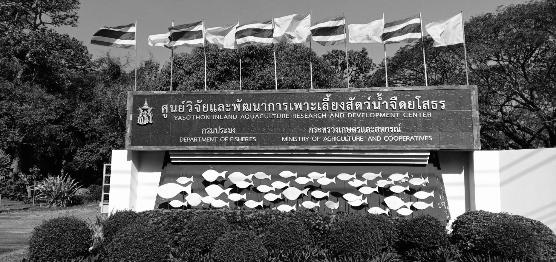 แบรนเนอร์-8 ศพจ.ยโสธร-ขาวดำ..คลิก