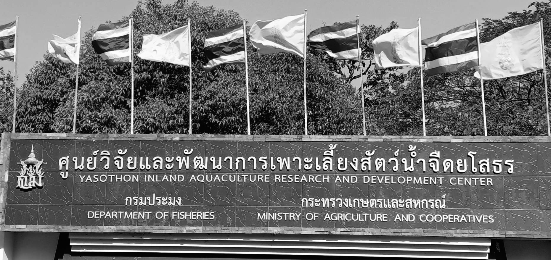 แบรนเนอร์-8 ศพจ.ยโสธร-3-ขาวดำ..คลิก