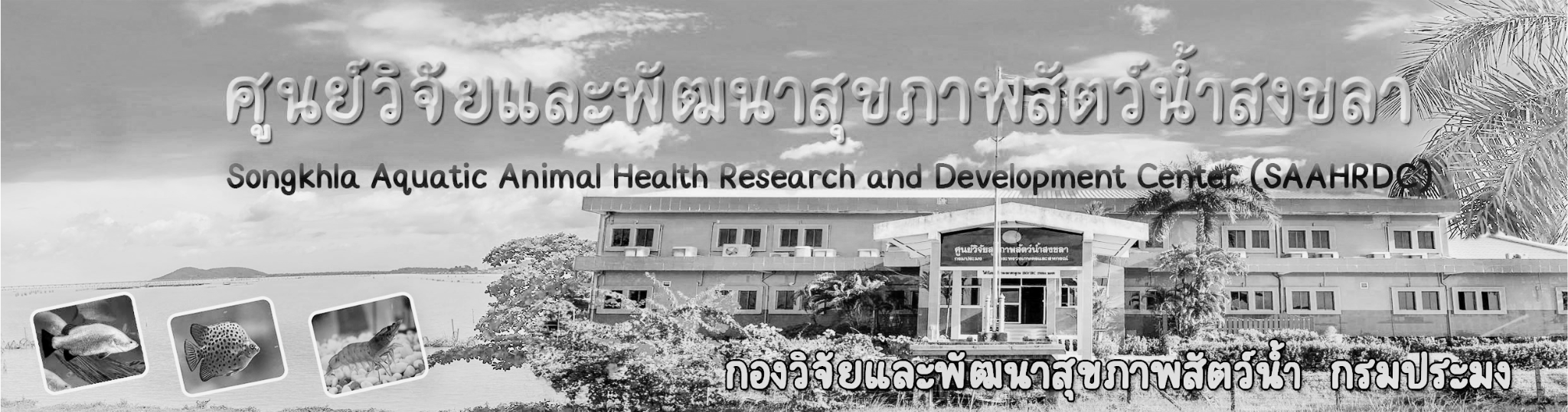  ศูนย์วิจัยและพัฒนาสุขภาพสัตว์น้ำสงขลา